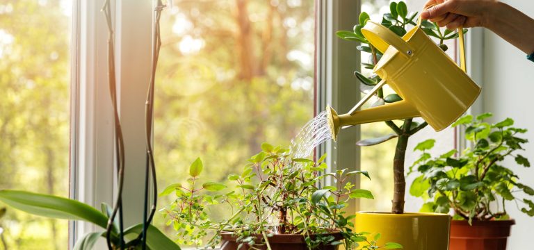 Iedereen gooit het door de afvoer, maar voor je planten is het puur goud en maar weinig mensen weten dat.