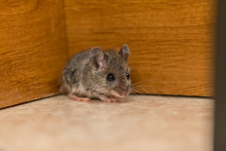 Vier geuren die knaagdieren tijdens de koude maanden uit uw huis houden